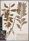 Foto von Salix cinerea L. x Salix myrsinifolia Salisb.